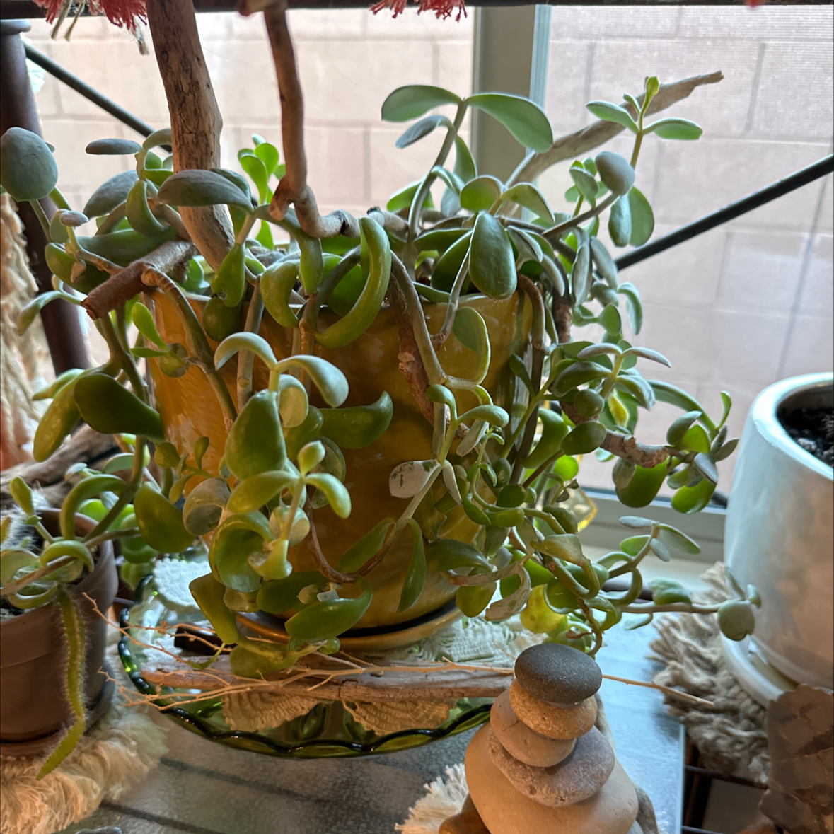 Pig's Ear plant in a pot near a window, with green fleshy leaves and no visible health issues.