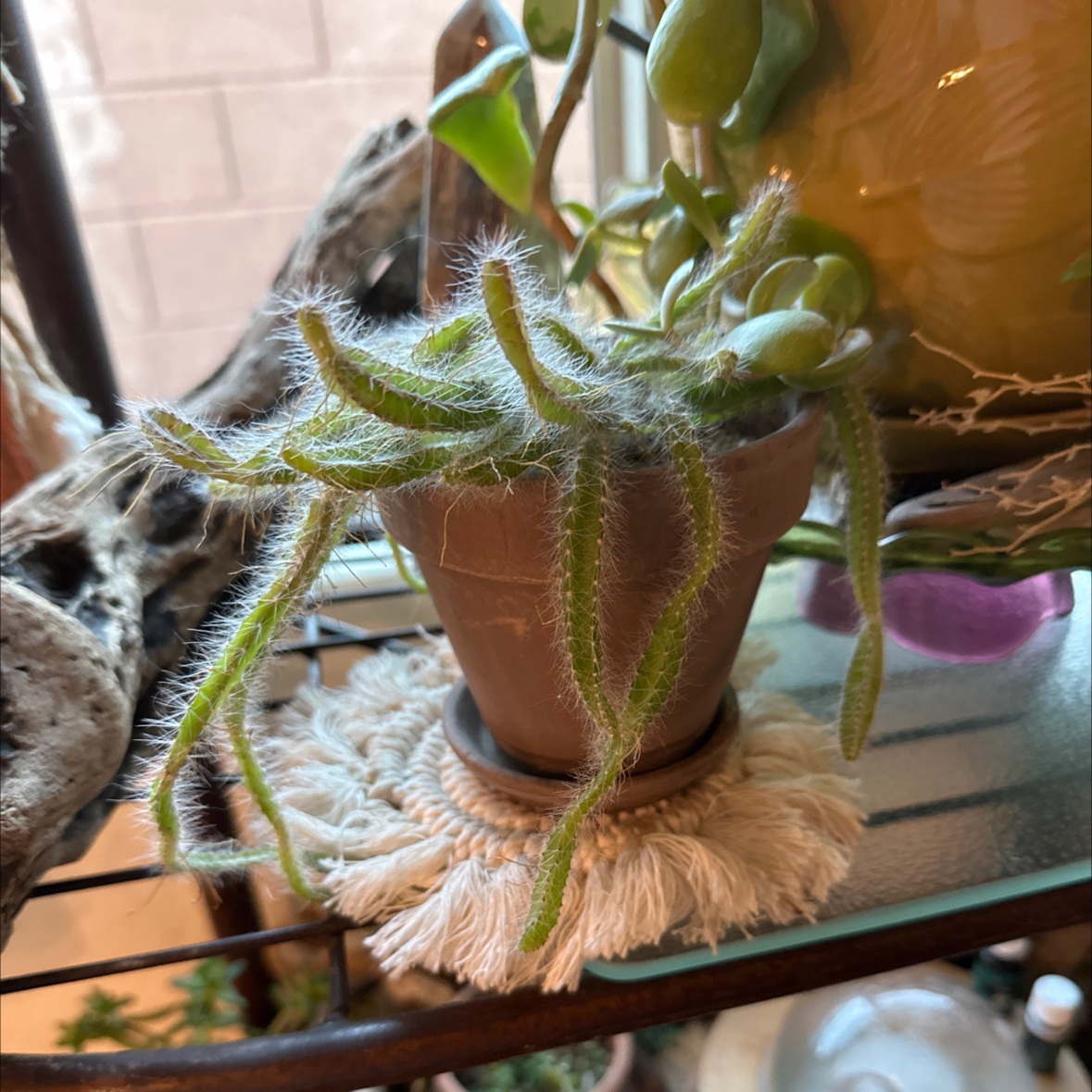 Dog Tail Cactus in a small pot, healthy with no visible soil or flowers.
