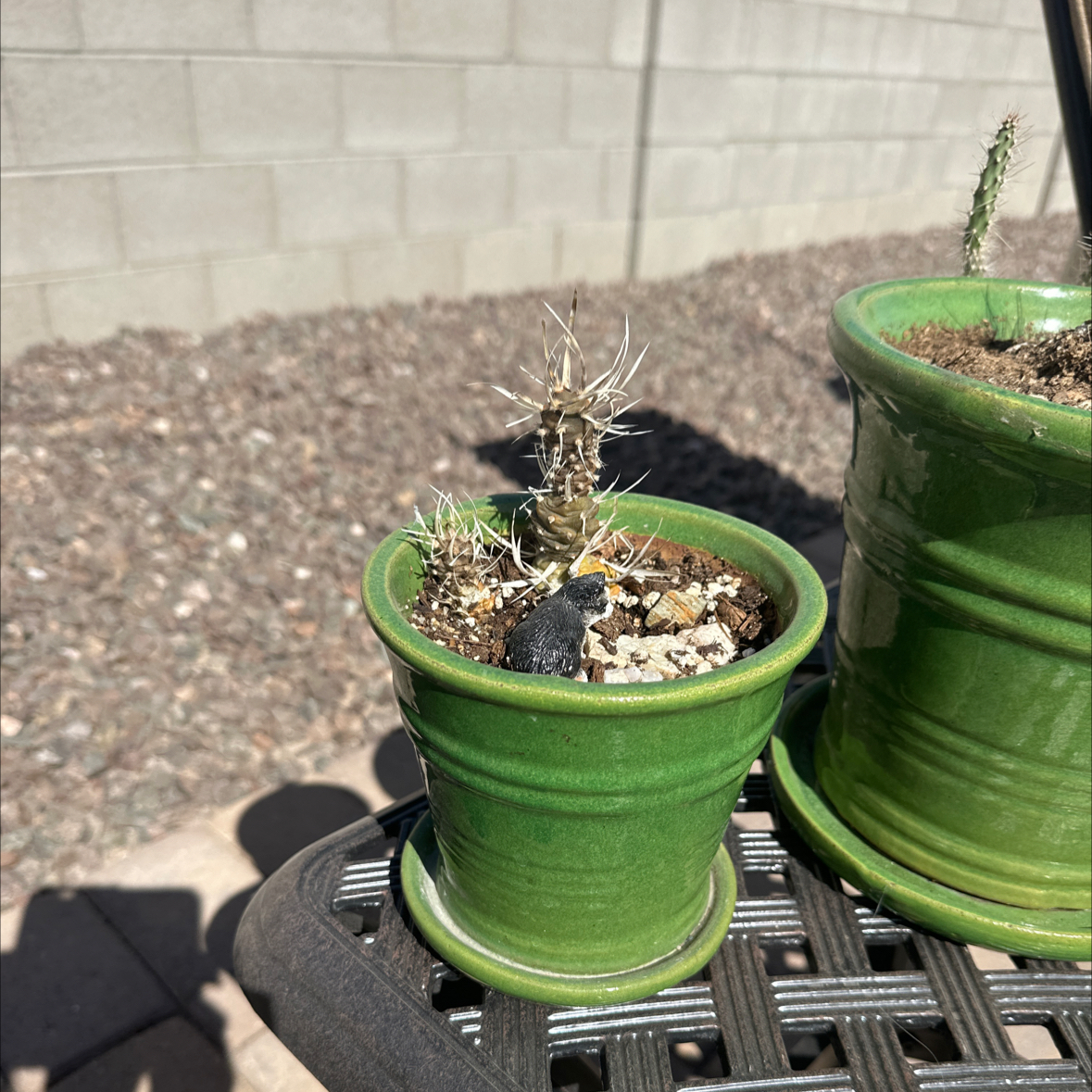 Paper Spine Cactus in a green pot with visible soil, well-framed and in focus.