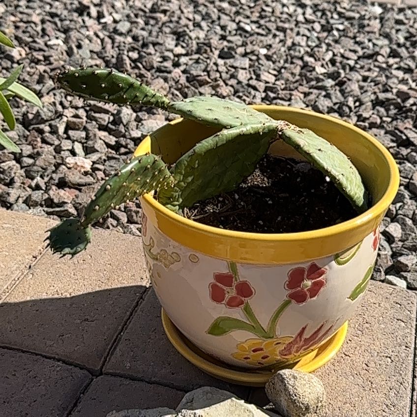 Potted Barbary Fig plant with green pads in a decorative pot, outdoor setting.