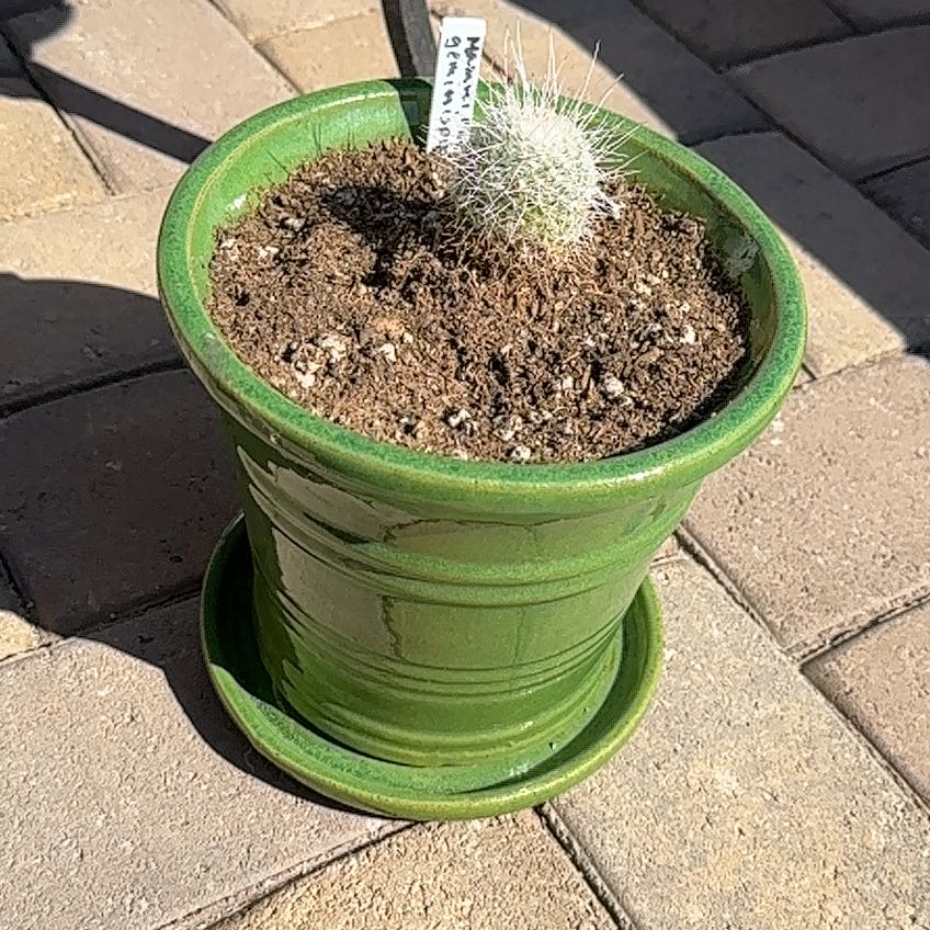 A small Twin Spined Cactus in a green pot on a paved surface.