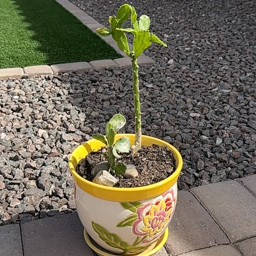 Potted Brazilian Pricklypear plant with two stems in a decorative pot placed outdoors.