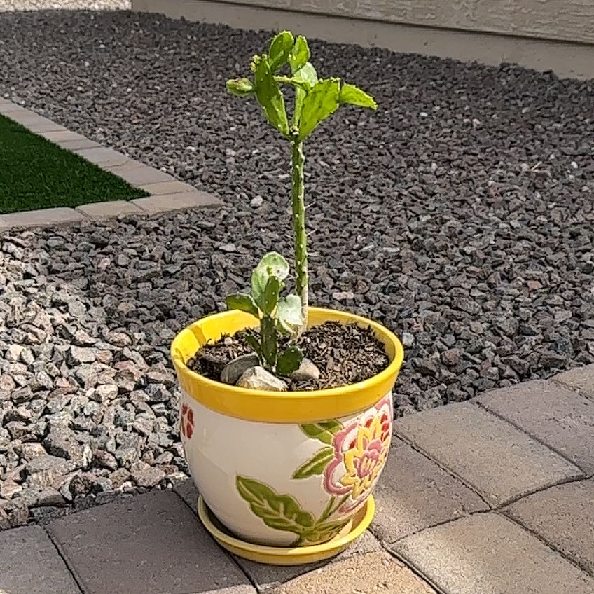 Potted Brazilian Pricklypear plant with visible soil in a decorative pot.