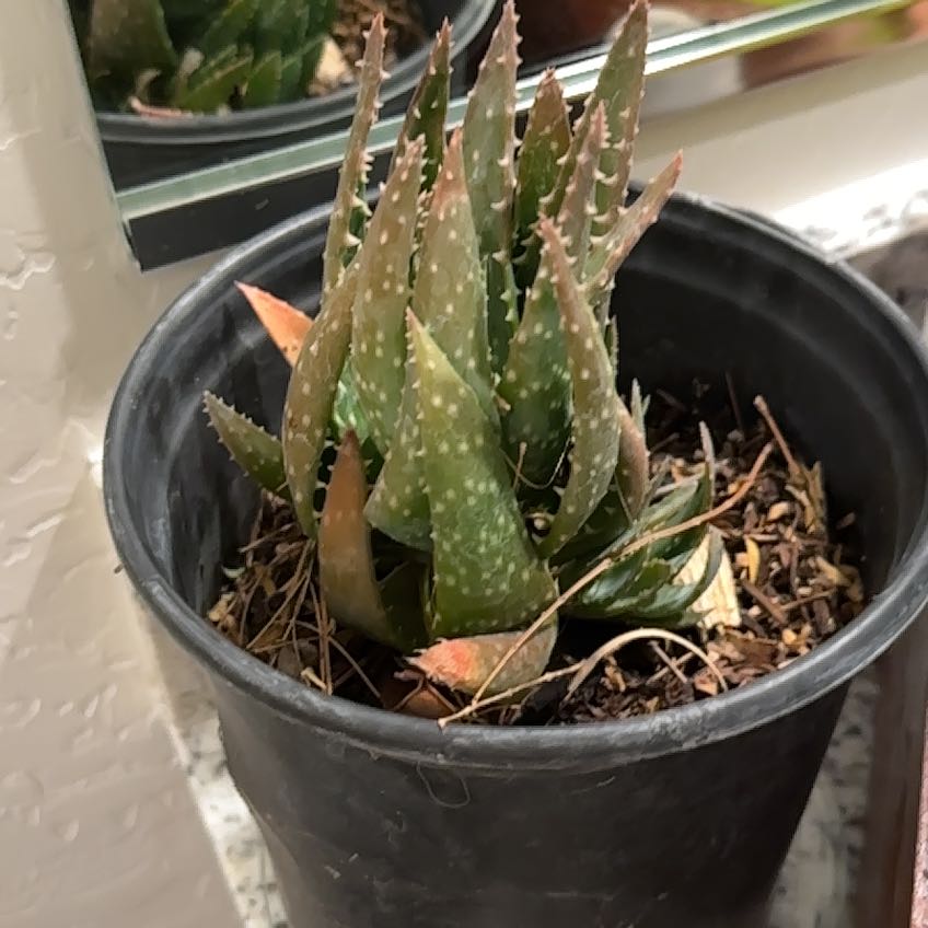 Broad-Leaved Aloe plant in a black pot with some browning on leaf tips.