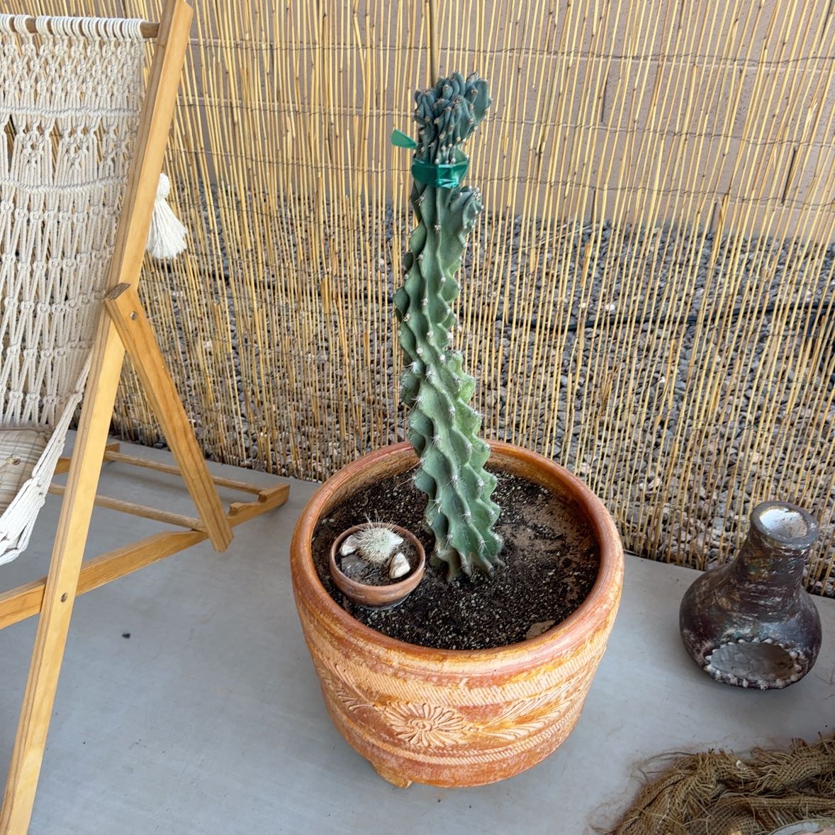 Photo of the plant species Montrose by @HyggeVibes named No name on Greg, the plant care app