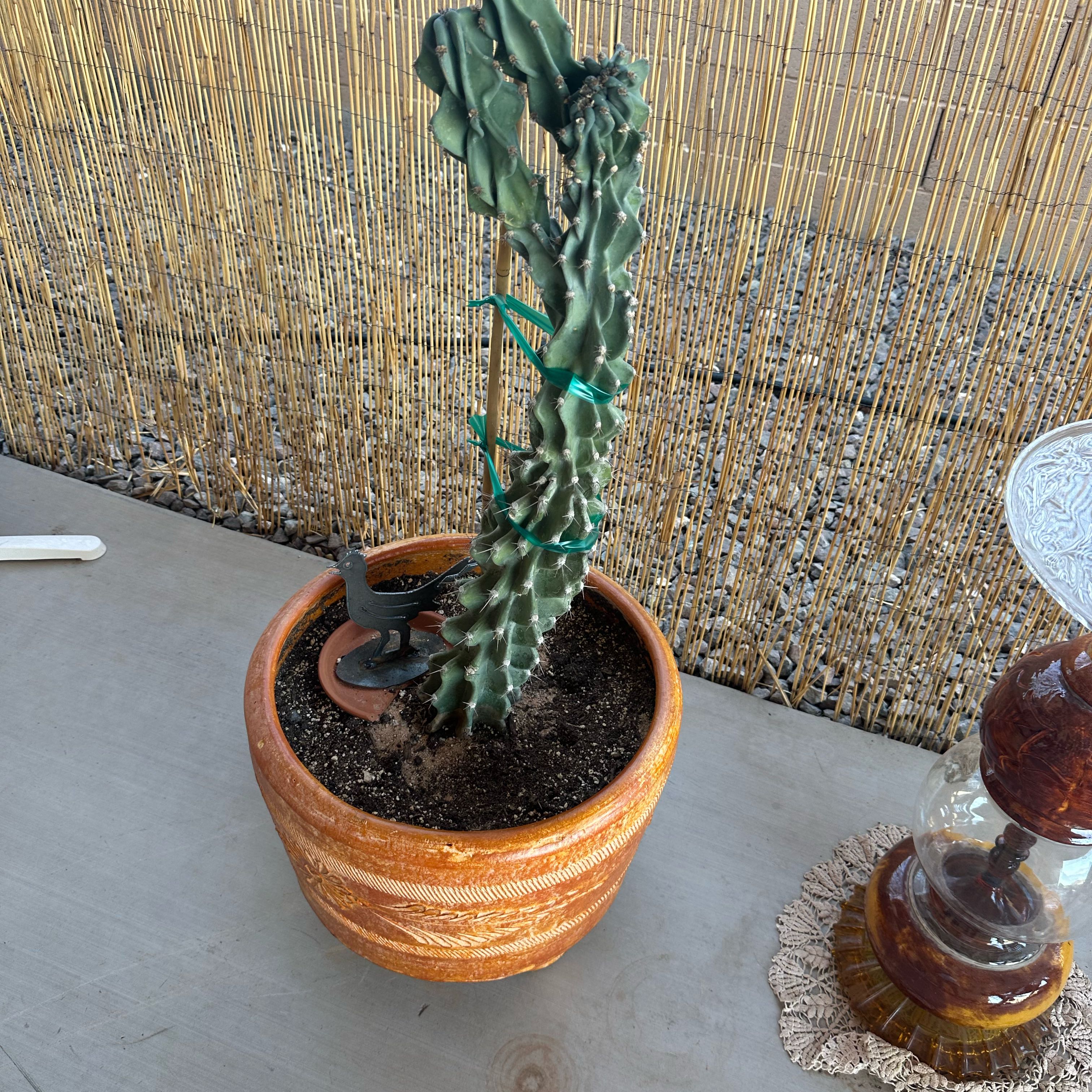 Photo of the plant species Montrose by @HyggeVibes named None on Greg, the plant care app