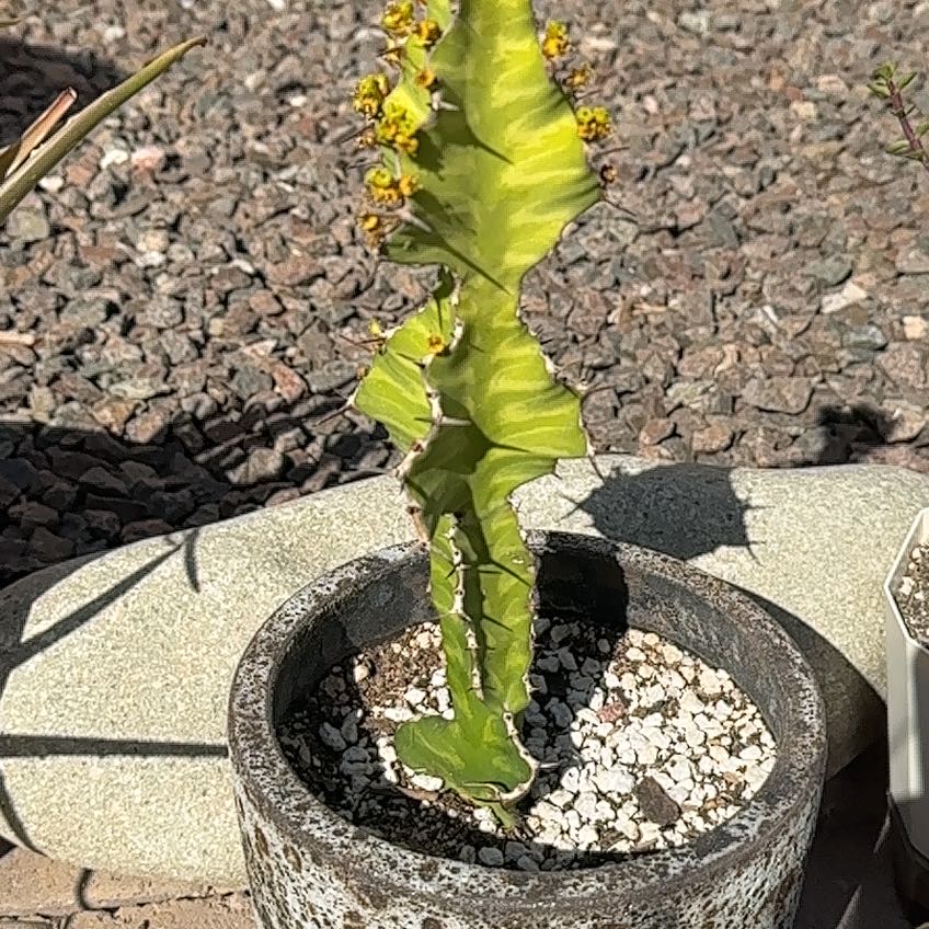 Photo of the plant species Candelabra Tree by @HyggeVibes named None on Greg, the plant care app