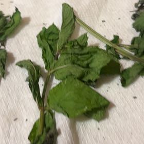 Photo of the plant species Cutleaf Groundcherry by @SparklingMira named Bodhi on Greg, the plant care app