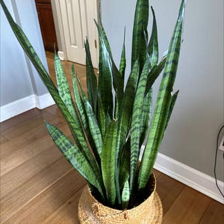 Snake Plant plant in Fleming Island, Florida