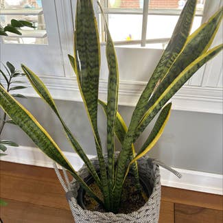 Snake Plant plant in Fleming Island, Florida
