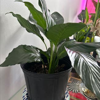 Peace Lily plant in Fleming Island, Florida