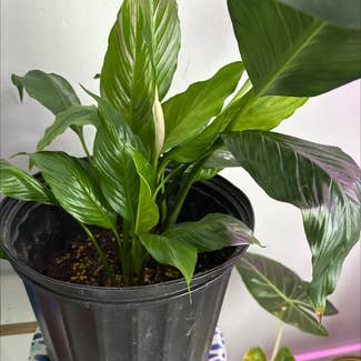 Peace Lily plant in Fleming Island, Florida