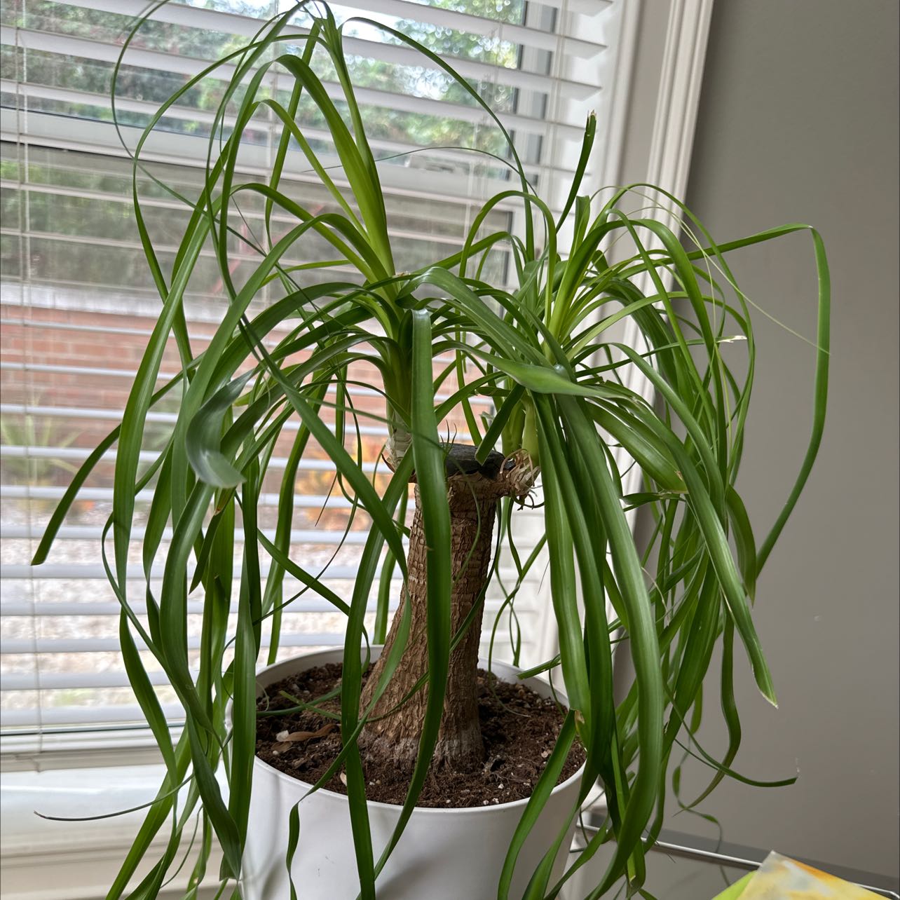 Photo of the plant species Ponytail Palm by @DestinedOxlip named Curly on Greg, the plant care app
