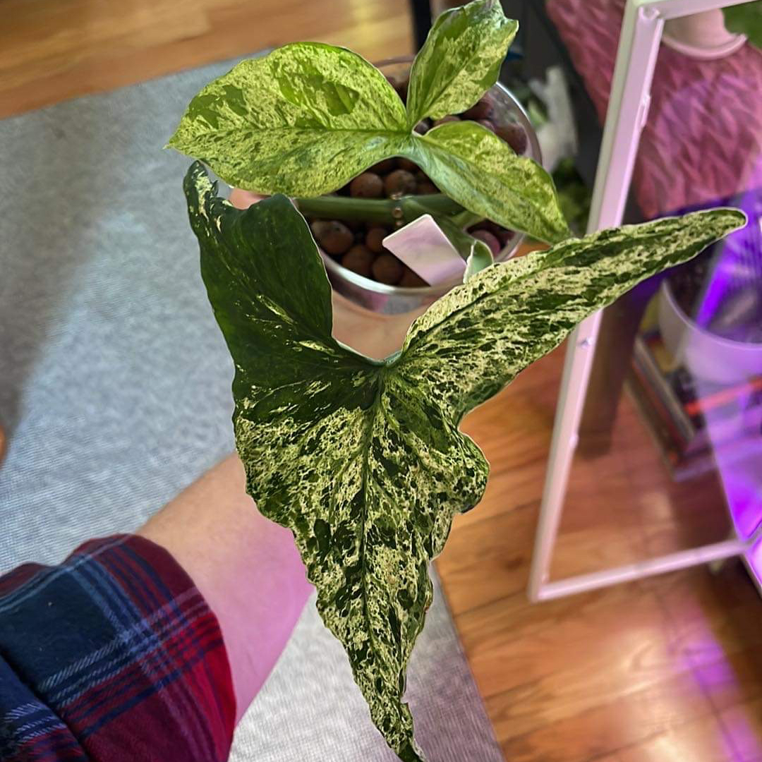Syngonium podophyllum 'Mojito' with variegated leaves, held by a person.