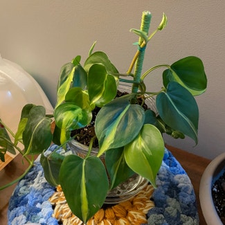 Philodendron Brasil plant in Portland, Connecticut