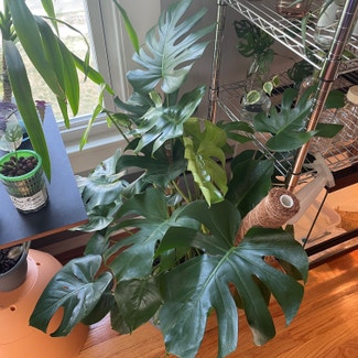 Monstera plant in Portland, Connecticut