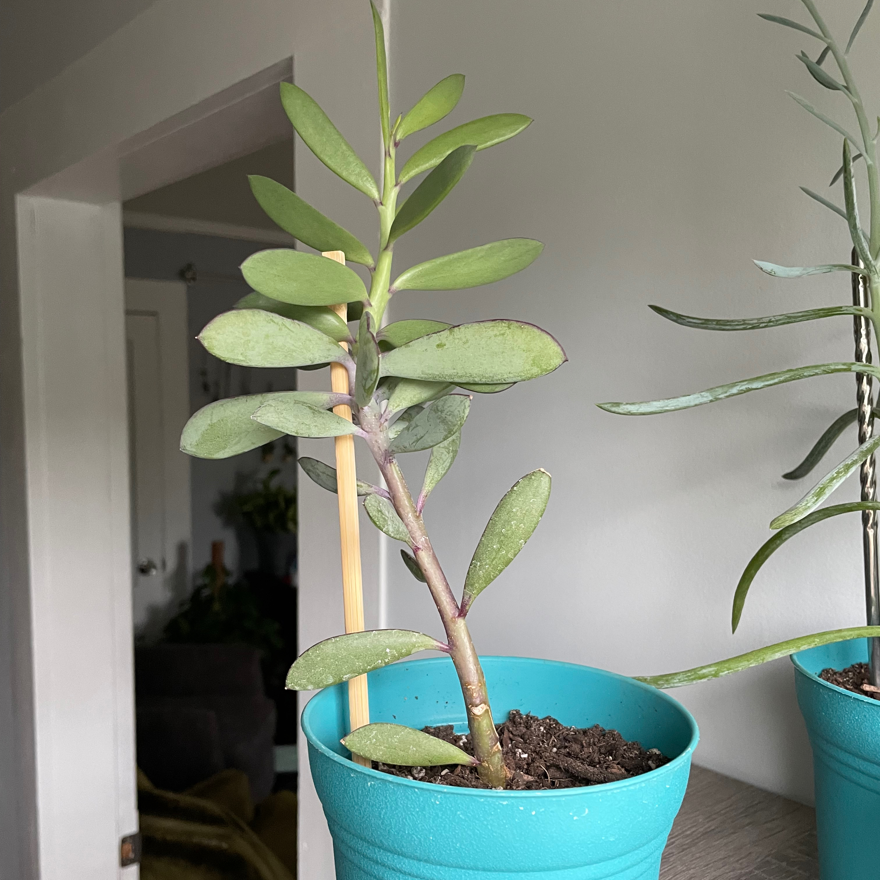 Potted Vertical Leaf Senecio plant with visible soil in a blue pot.