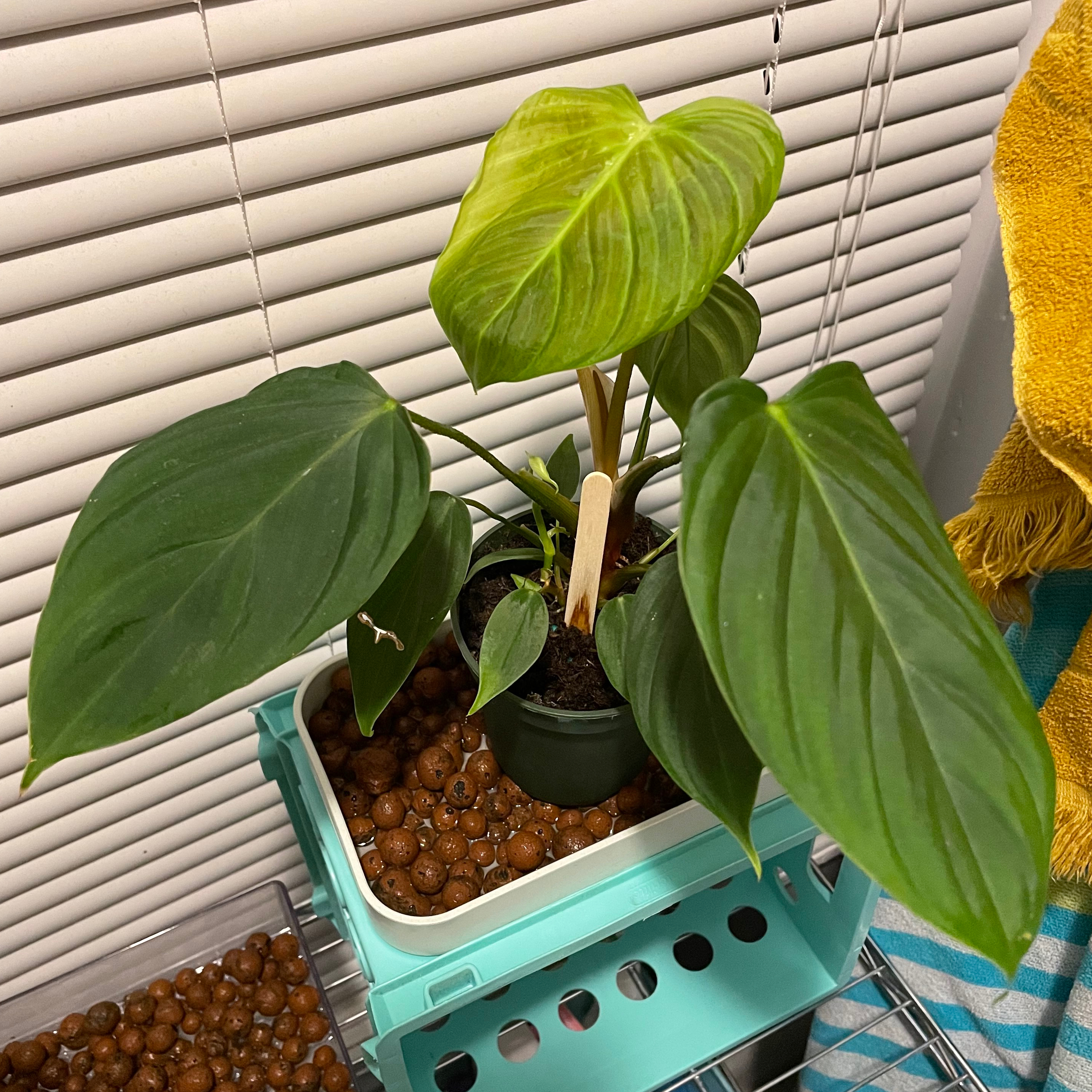 Philodendron nangaritense plant with one yellowing leaf, potted on a shelf with clay pebbles.