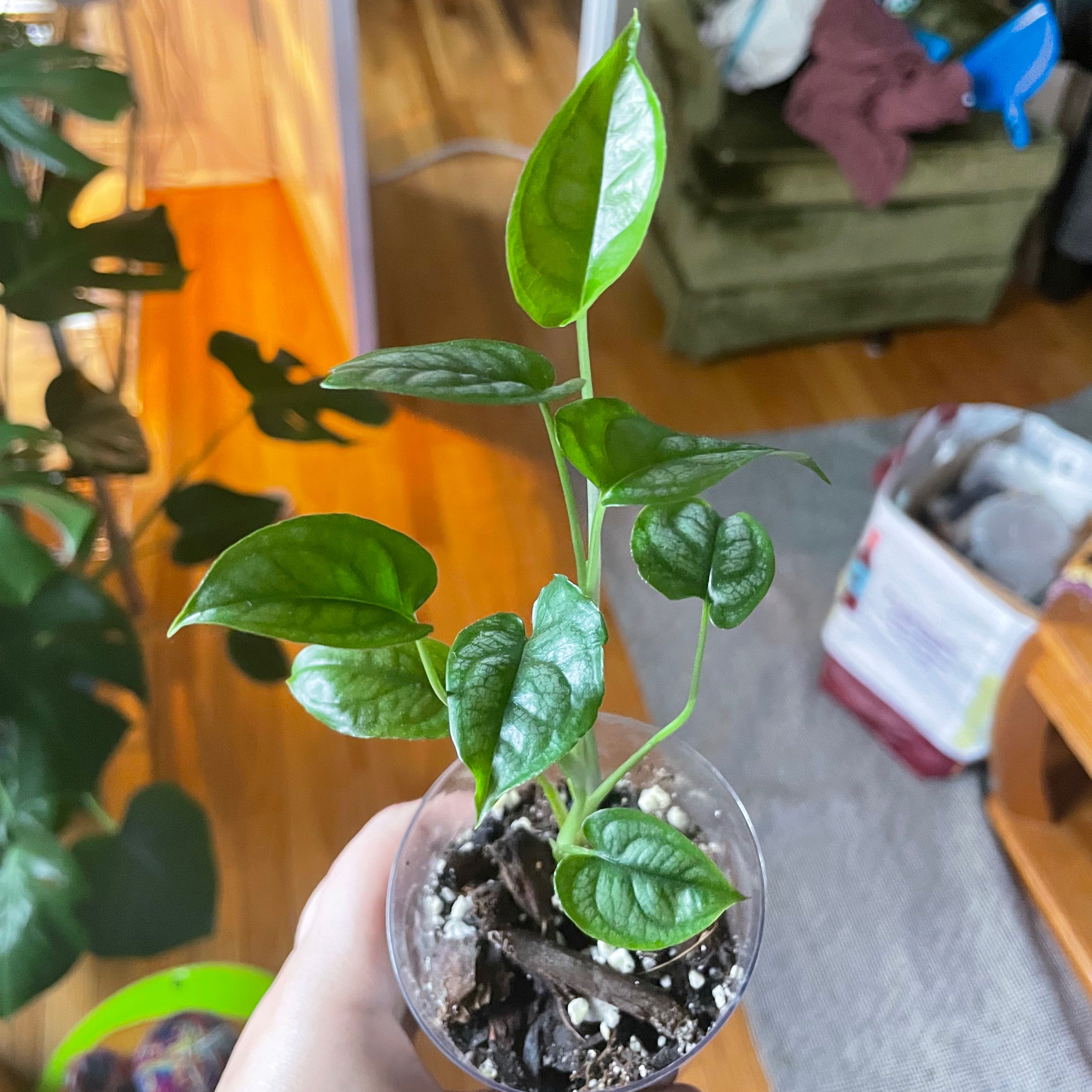 Monstera siltepecanna plant in a clear pot, held by a hand. Leaves are healthy and green.