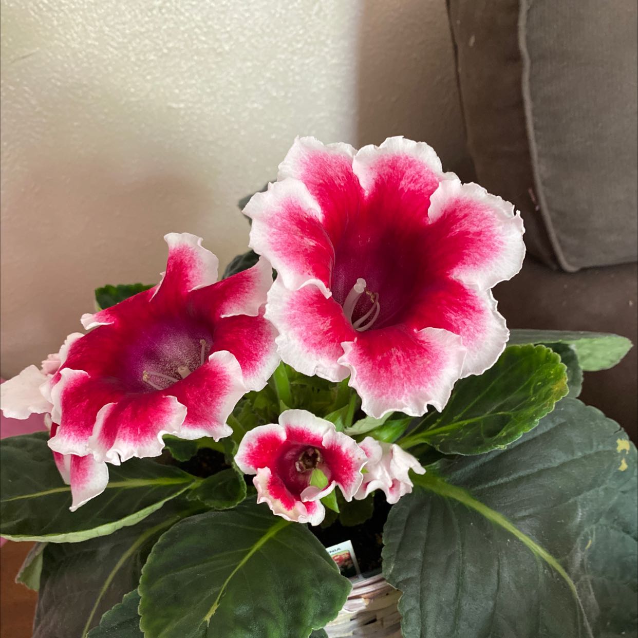 Florist's gloxinia with vibrant red and white flowers and healthy green leaves.