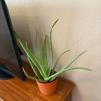 Aloe Vera plant in Chanute, Kansas