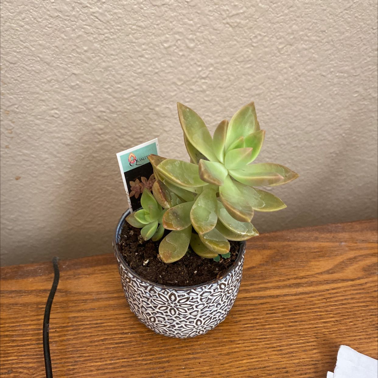 Potted Graptosedum 'California Sunset' succulent on a wooden surface.