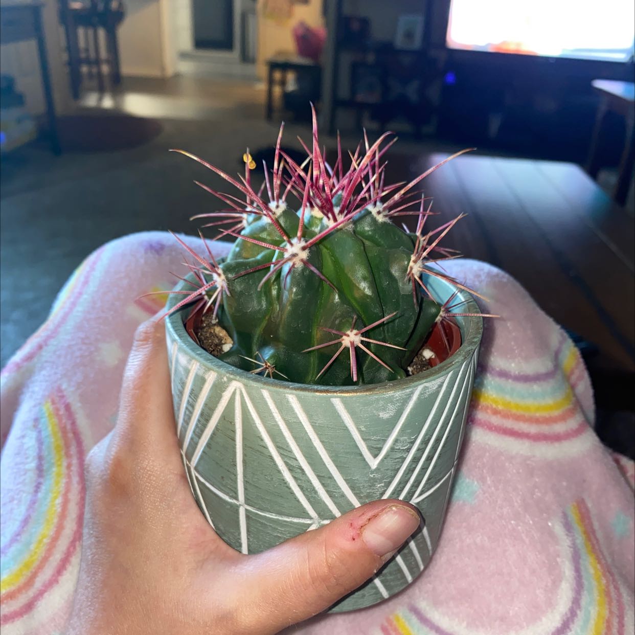 Fire Barrel Cactus in a decorative pot, held by a hand, with vibrant green color and red spines.