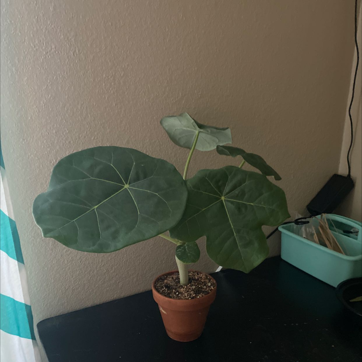 Potted Buddha Belly Plant with large green leaves and a swollen stem.