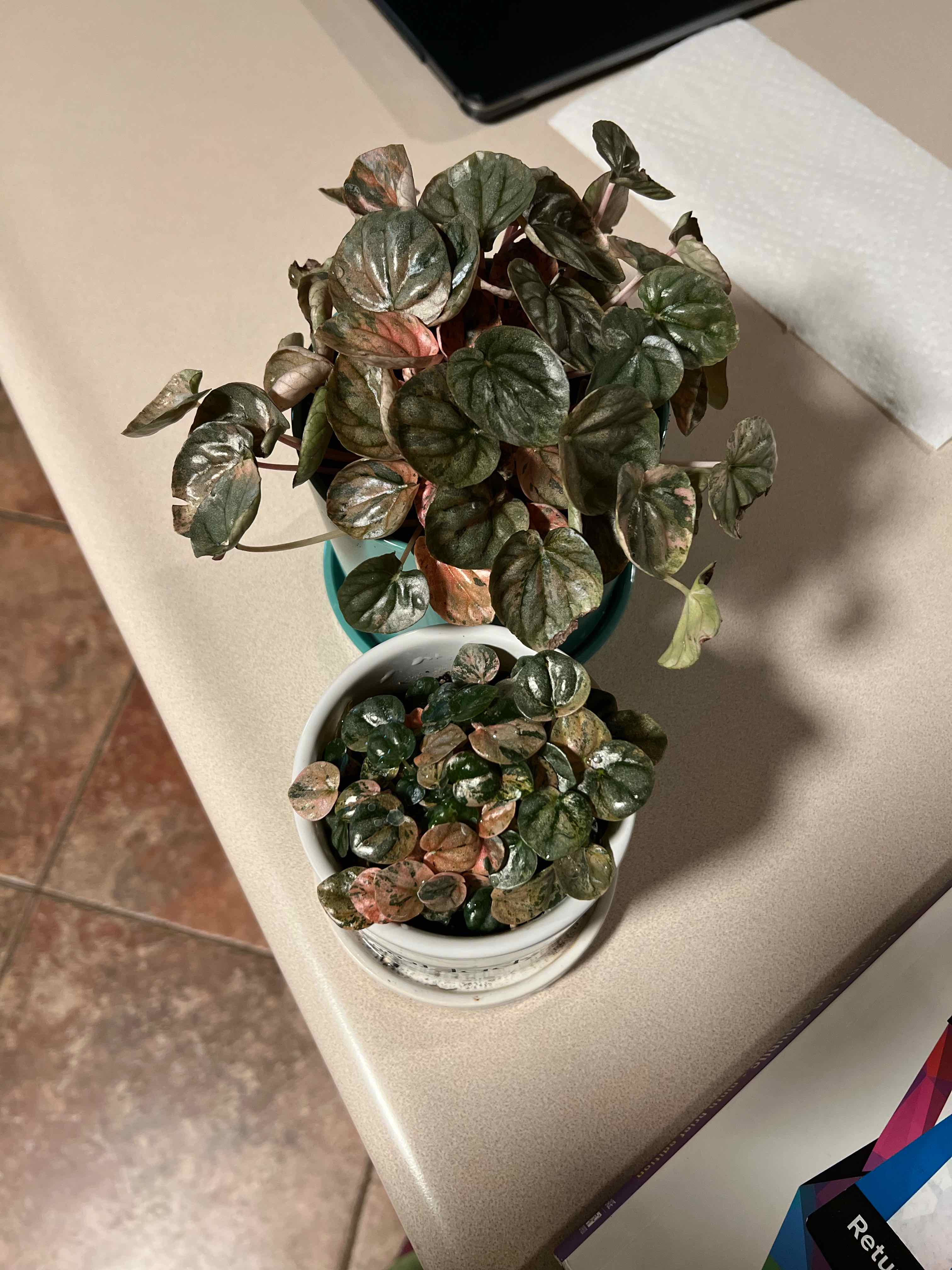 Two Peperomia Pink Lady plants in separate pots on a countertop.