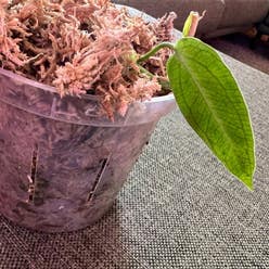 Anthurium warocqueanum plant