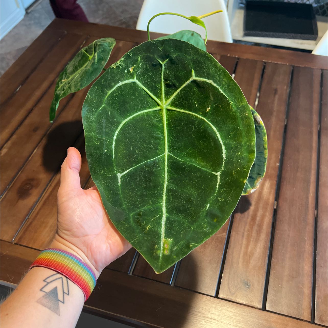 Anthurium forgetii plant with prominent veining on leaves, held by a hand.