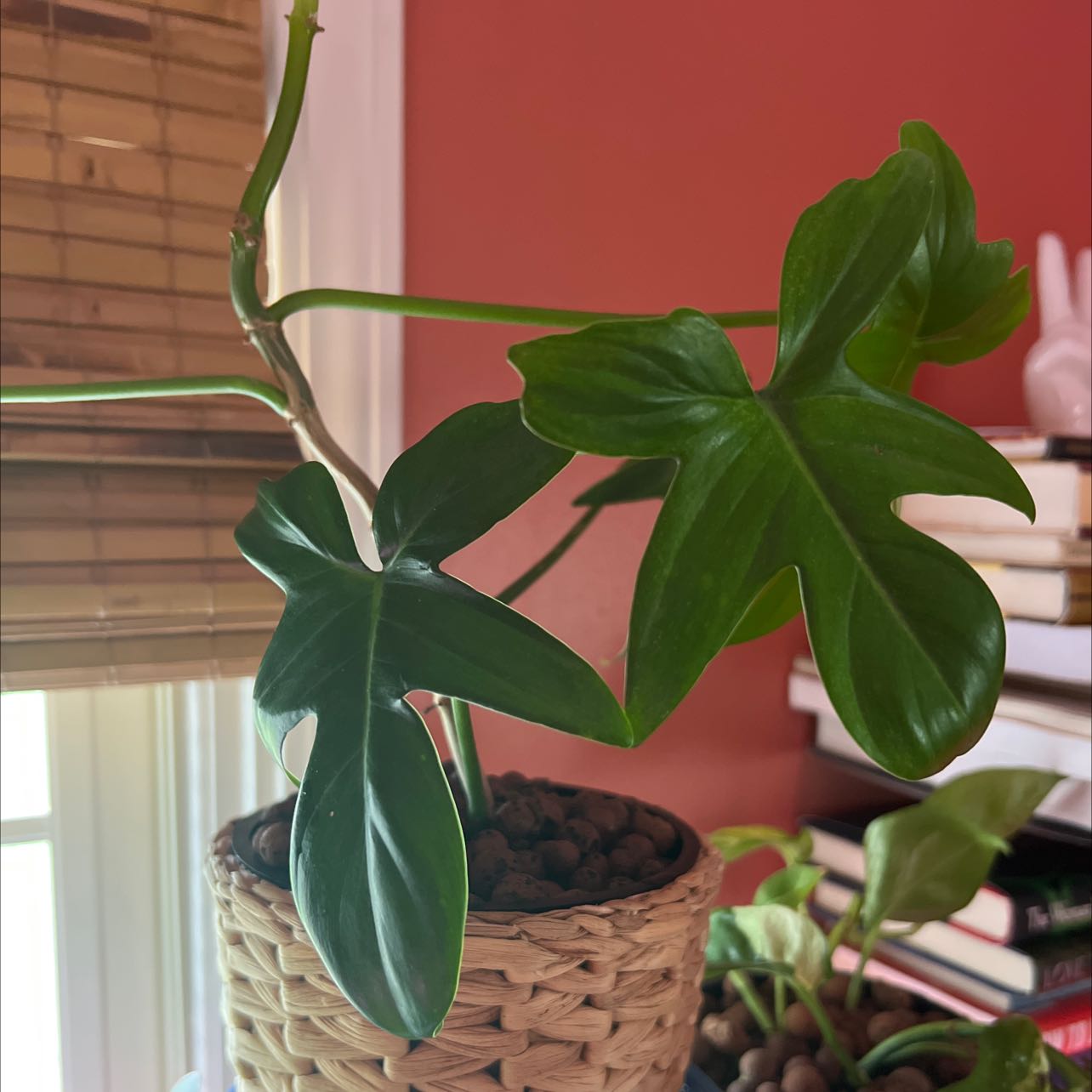 Horsehead Philodendron plant in a woven pot with vibrant green leaves.