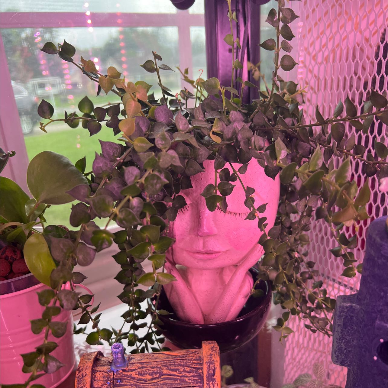 Million Hearts plant in a decorative head-shaped pot with other plants in the background.
