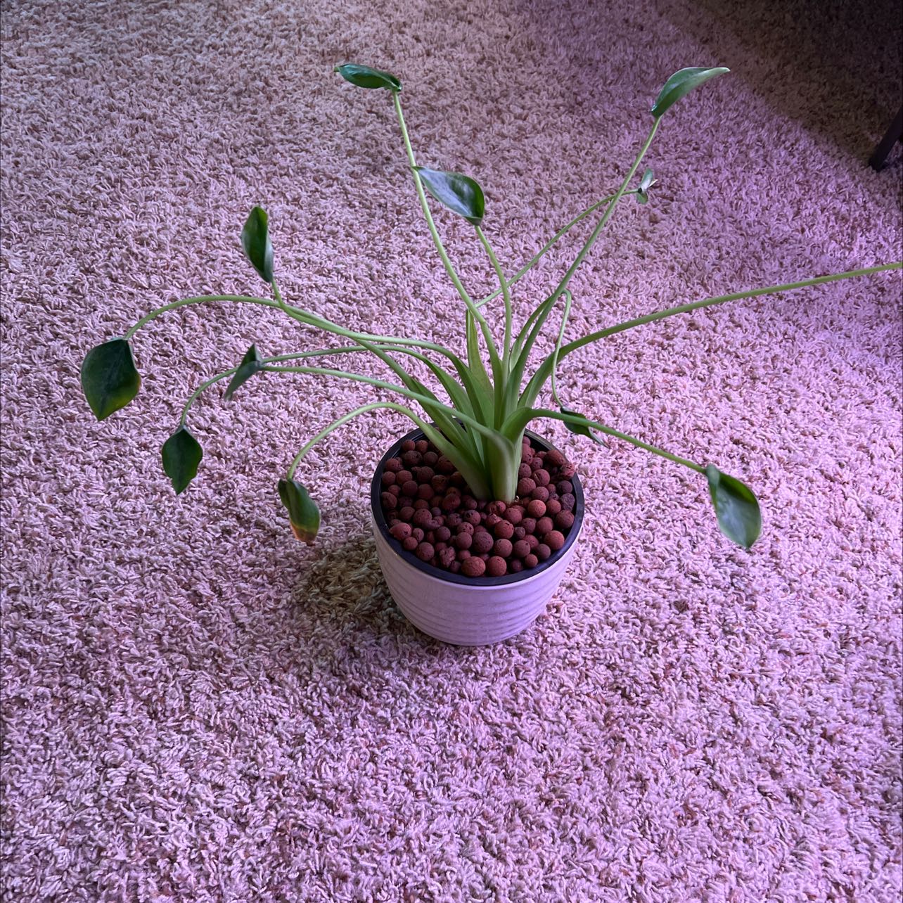 Potted Tiny Dancer plant with drooping leaves on a carpeted surface.
