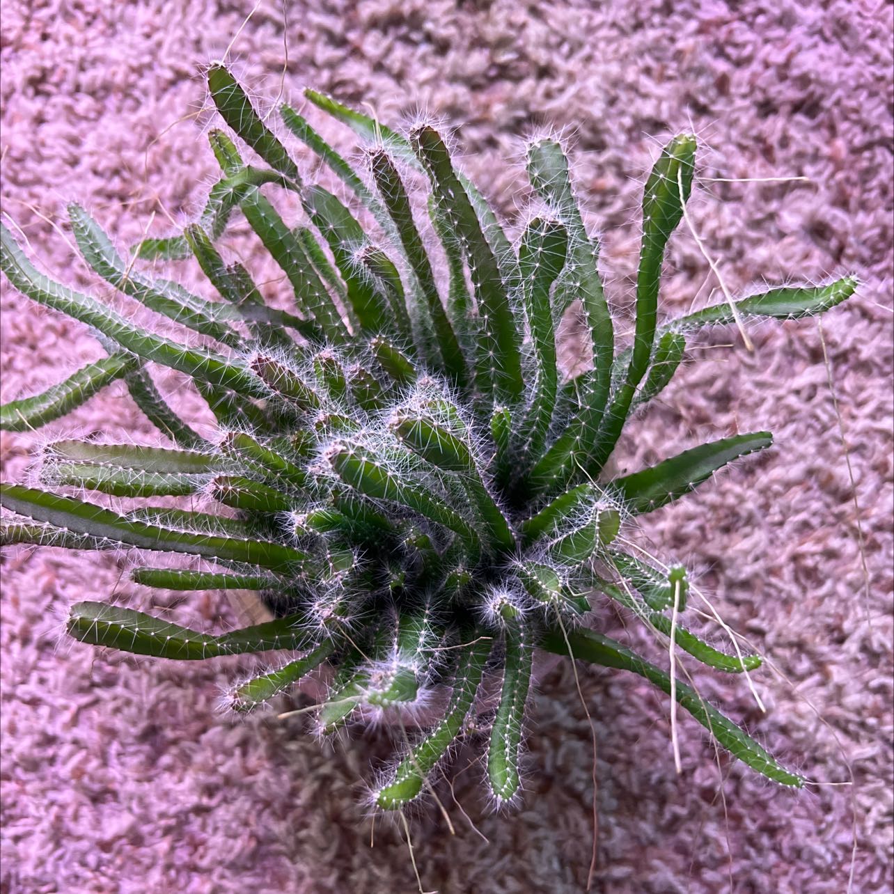Top view of a healthy Dog Tail Cactus with green stems and white spines.
