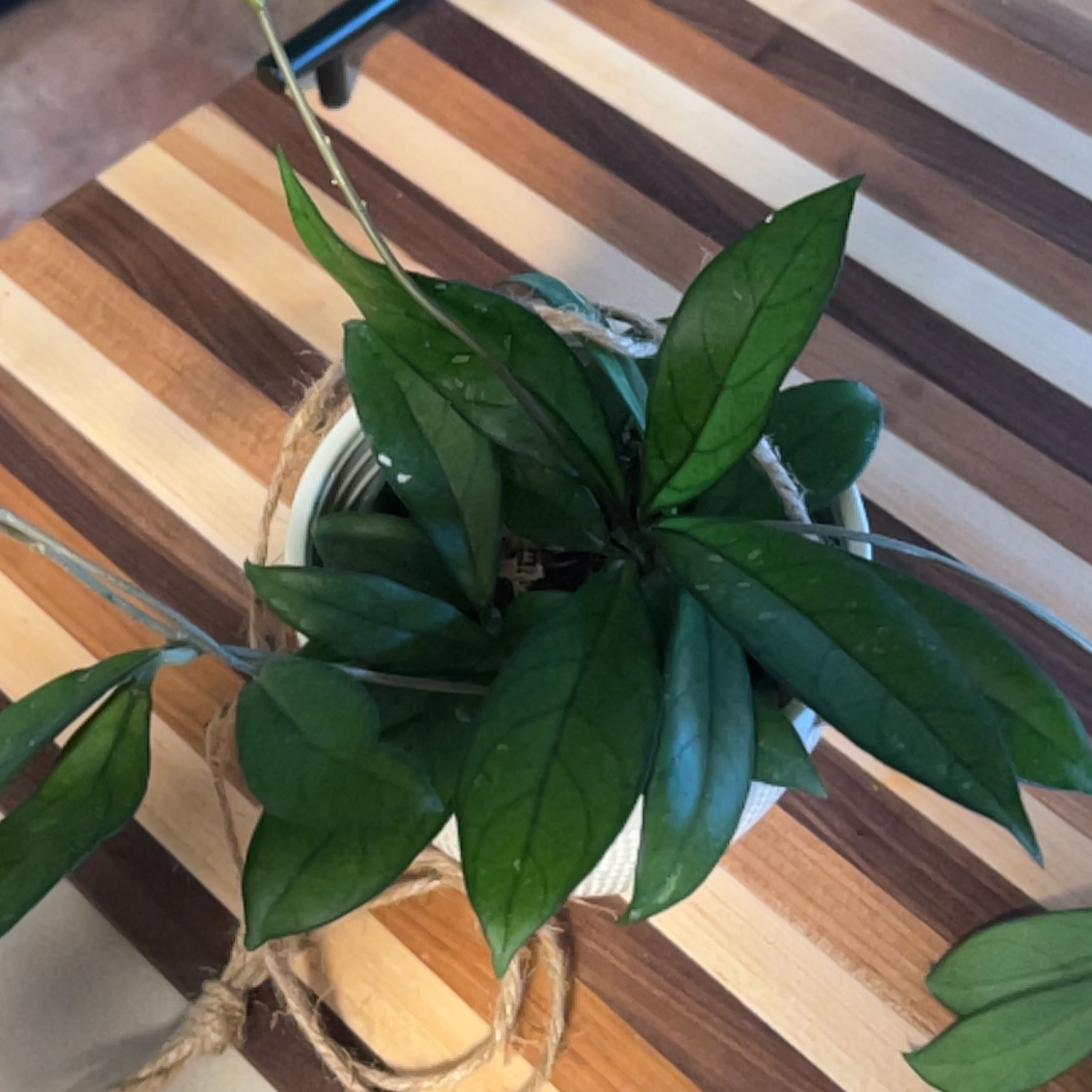 Hoya crassipetiolata plant in a pot with healthy green leaves.