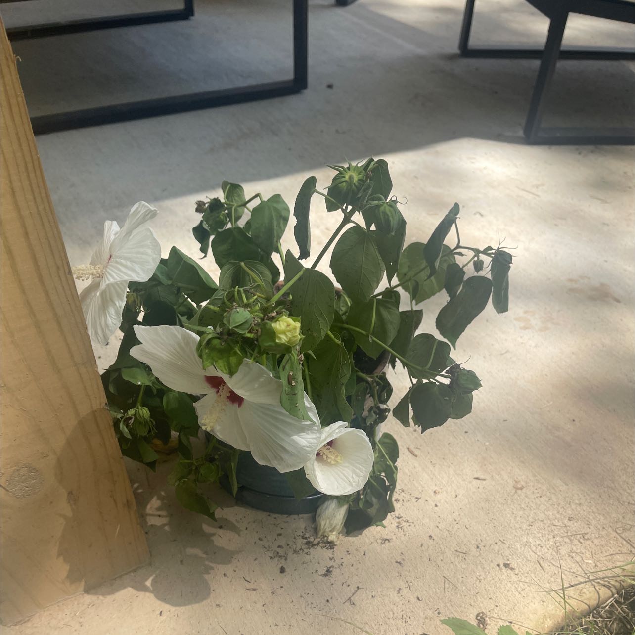 Crimsoneyed Rosemallow plant in a pot with white flowers and wilted leaves.