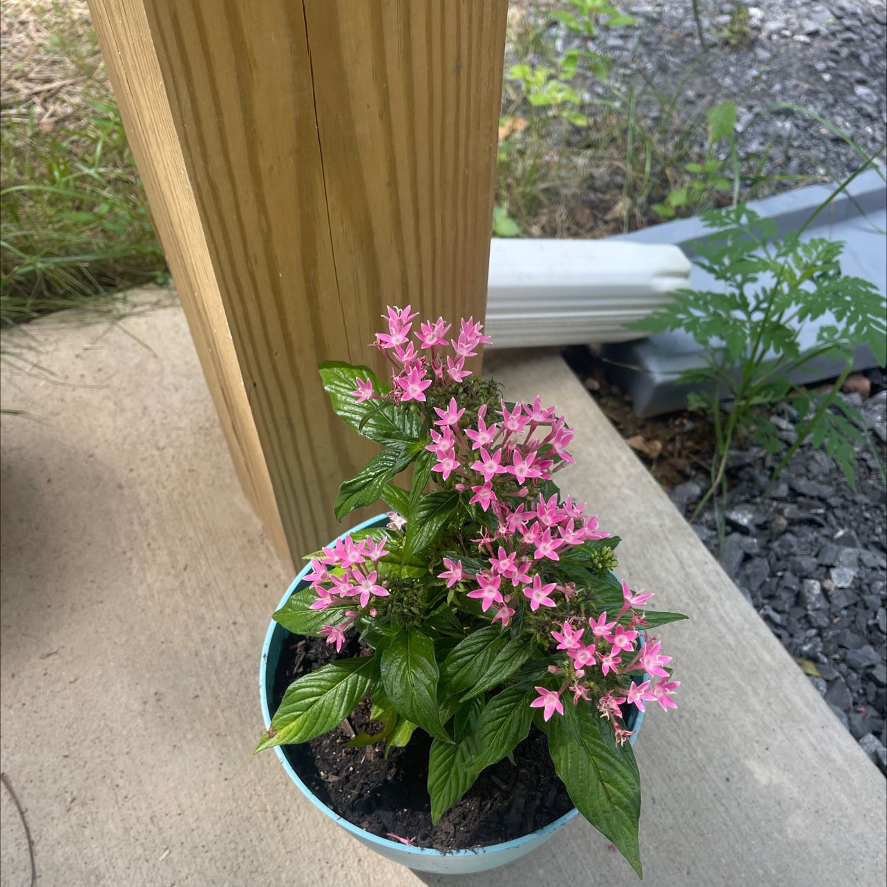 Potted Egyptian Starcluster with pink flowers, healthy leaves, and visible soil.