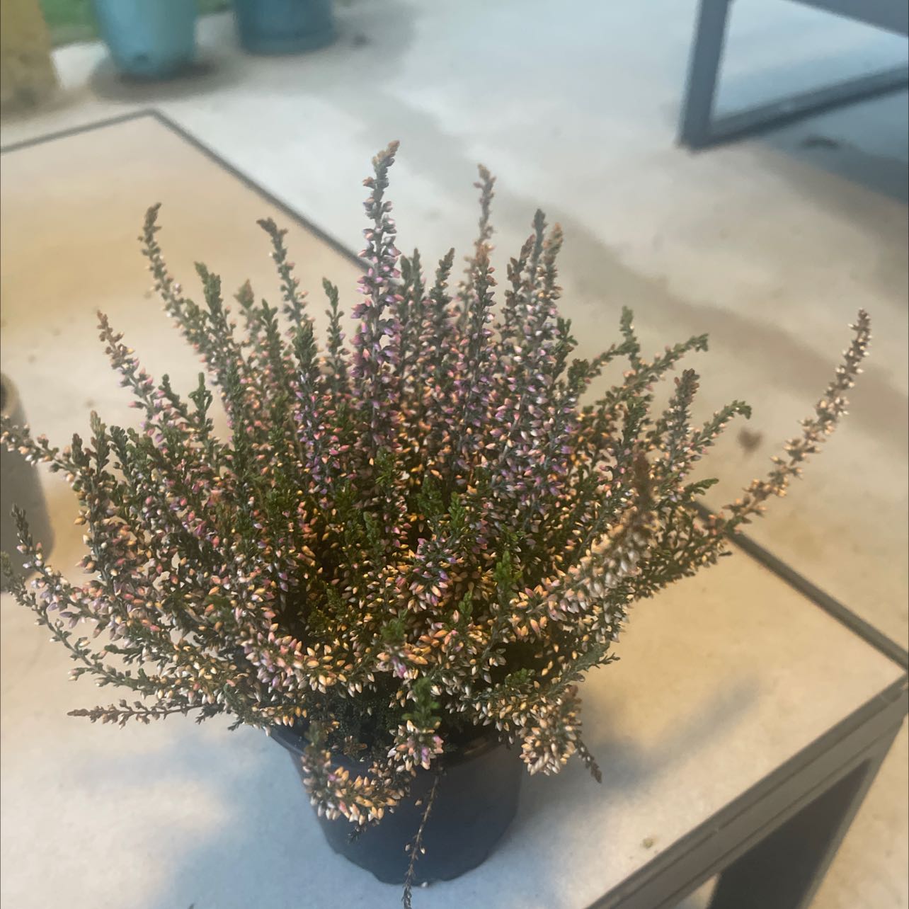 A well-framed image of a flowering Heather plant in a pot.