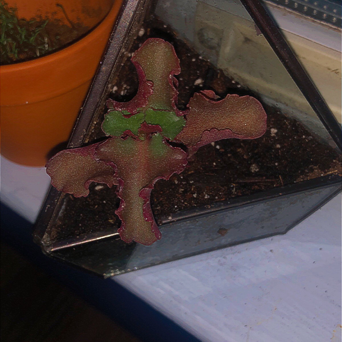 Photo of the plant species Echeveria 'Party Dress' by @KookyFerns named Zuko on Greg, the plant care app