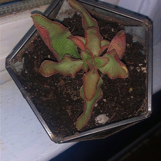 Mother of Thousands plant in Somewhere on Earth