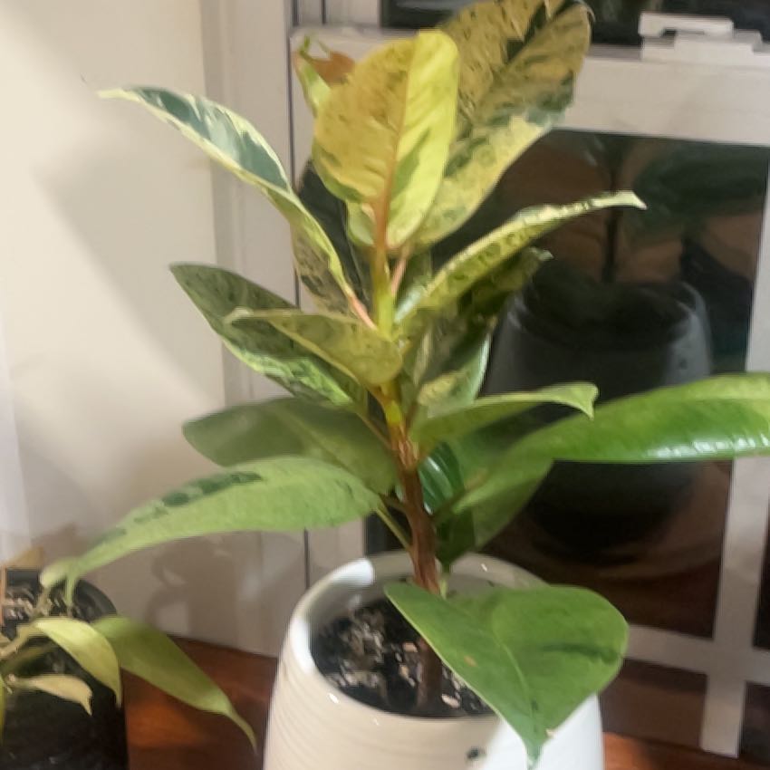 Photo of the plant species Ficus elastica by @RegalAnthora named Achilles on Greg, the plant care app