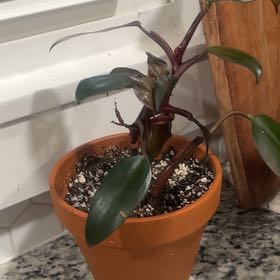 Photo of the plant species Bloody Mary Philodendron by @RegalAnthora named Xena on Greg, the plant care app