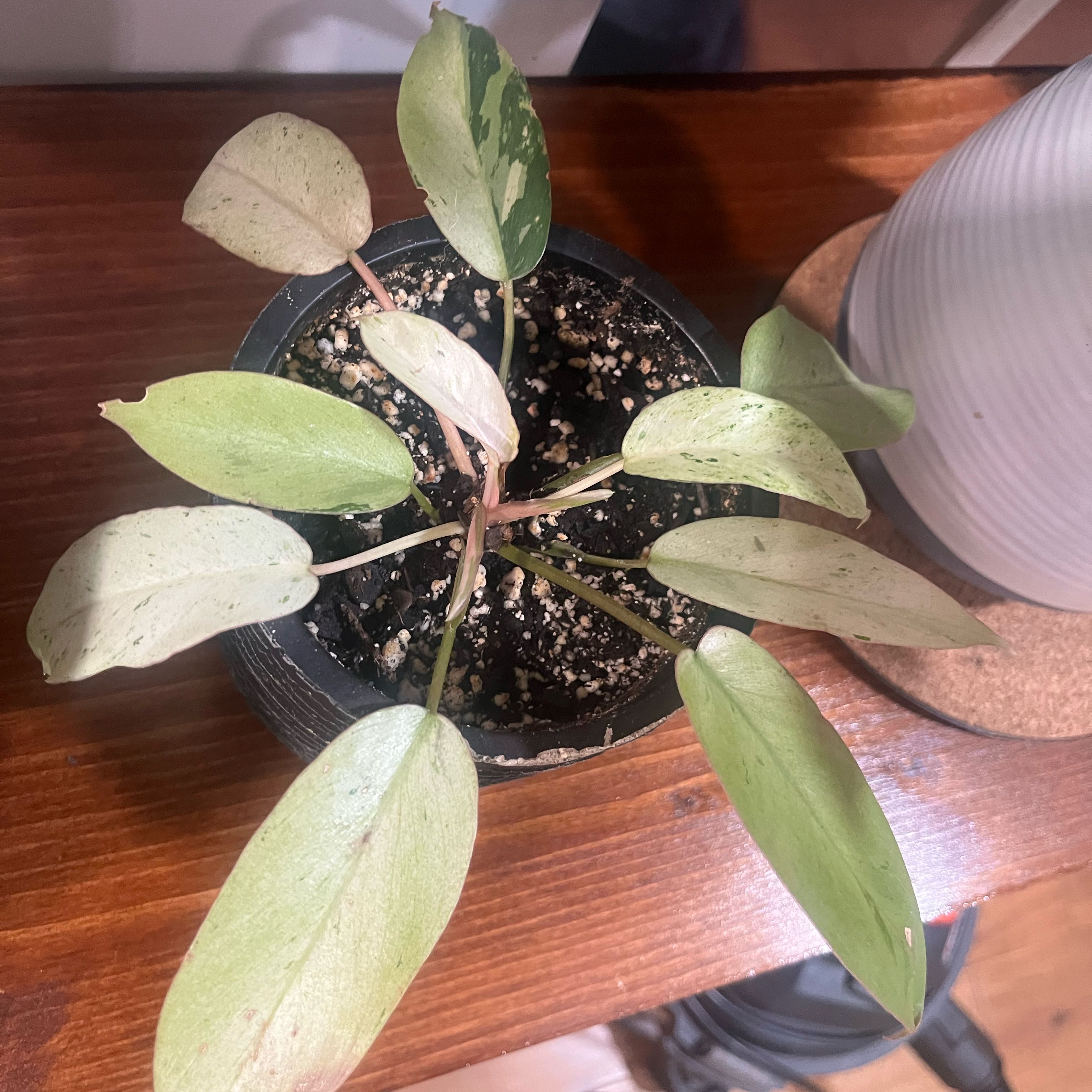 Photo of the plant species philodendron by @RegalAnthora named Aristotle on Greg, the plant care app