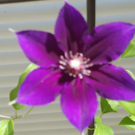 Photo of the plant species Crimson Clematis by Tallted named Clematis on Greg, the plant care app