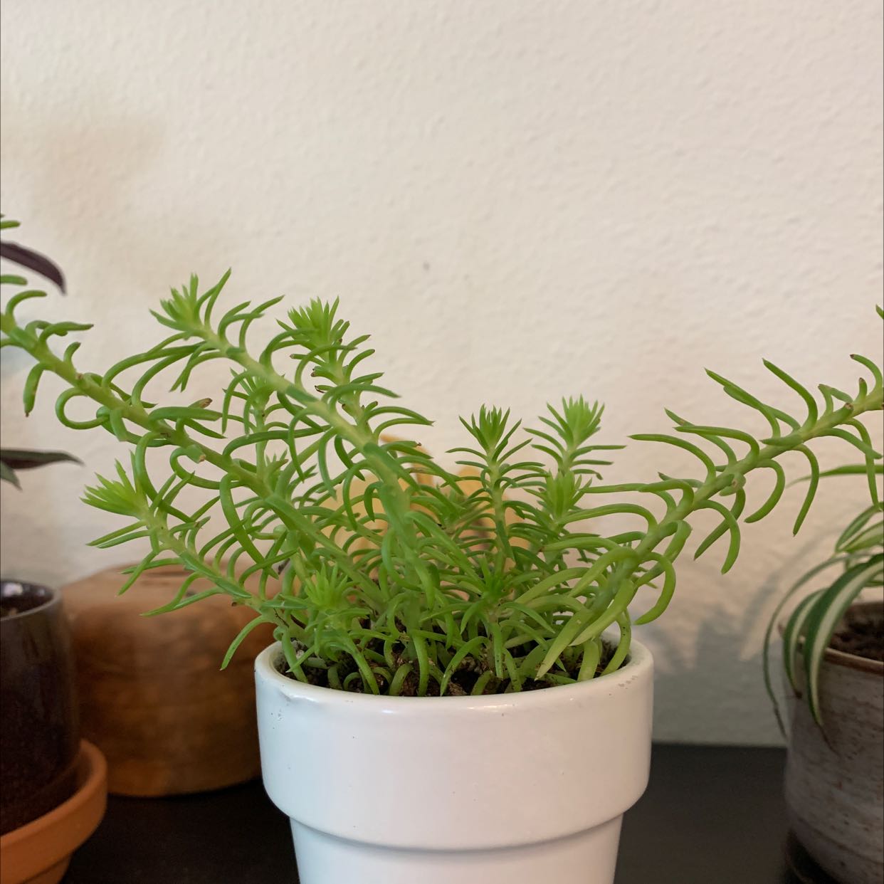 Healthy Annual Stonecrop plant in a white pot with other plants in the background.