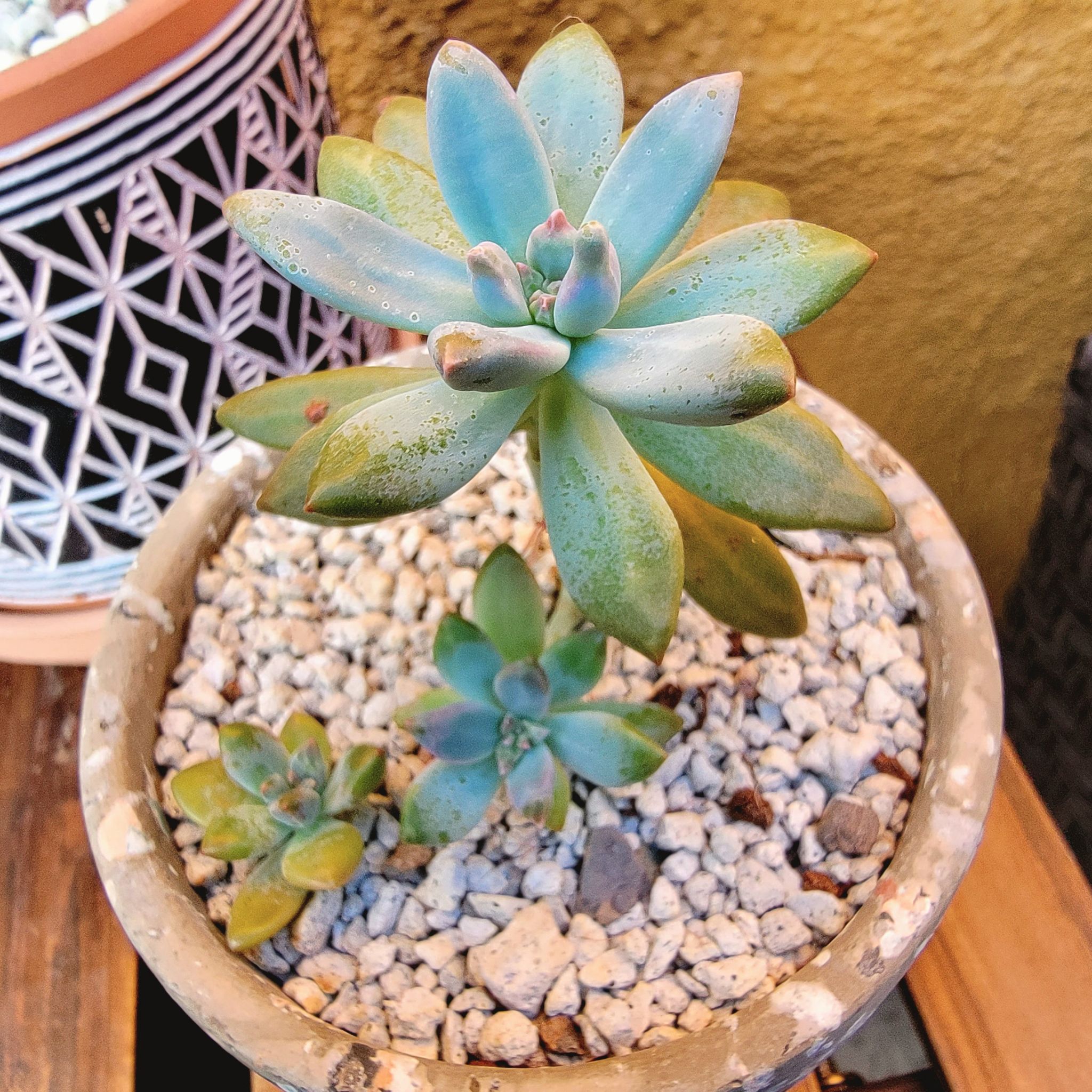 Potted Graptosedum 'Francesco Baldi' succulent with multiple rosettes and visible soil.