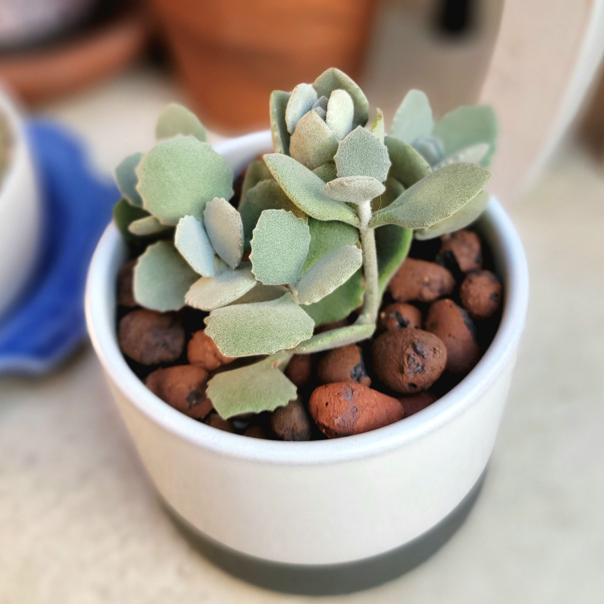 Why Are There Black Spots on My Millot Kalanchoe Leaves?
