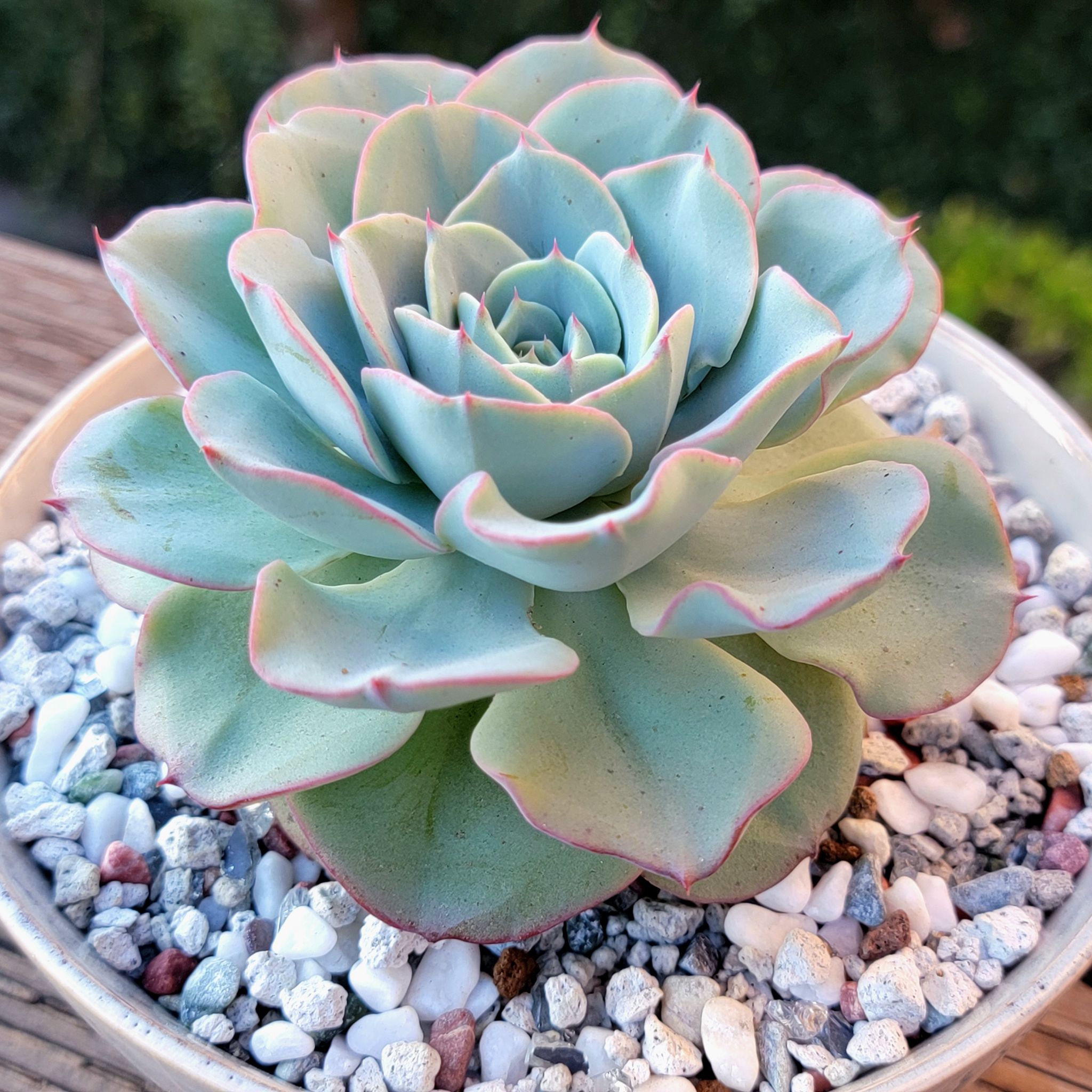 Photo of the plant species Echeveria 'Atlantis' by @roxyvivien named Jillian x Imbricata on Greg, the plant care app