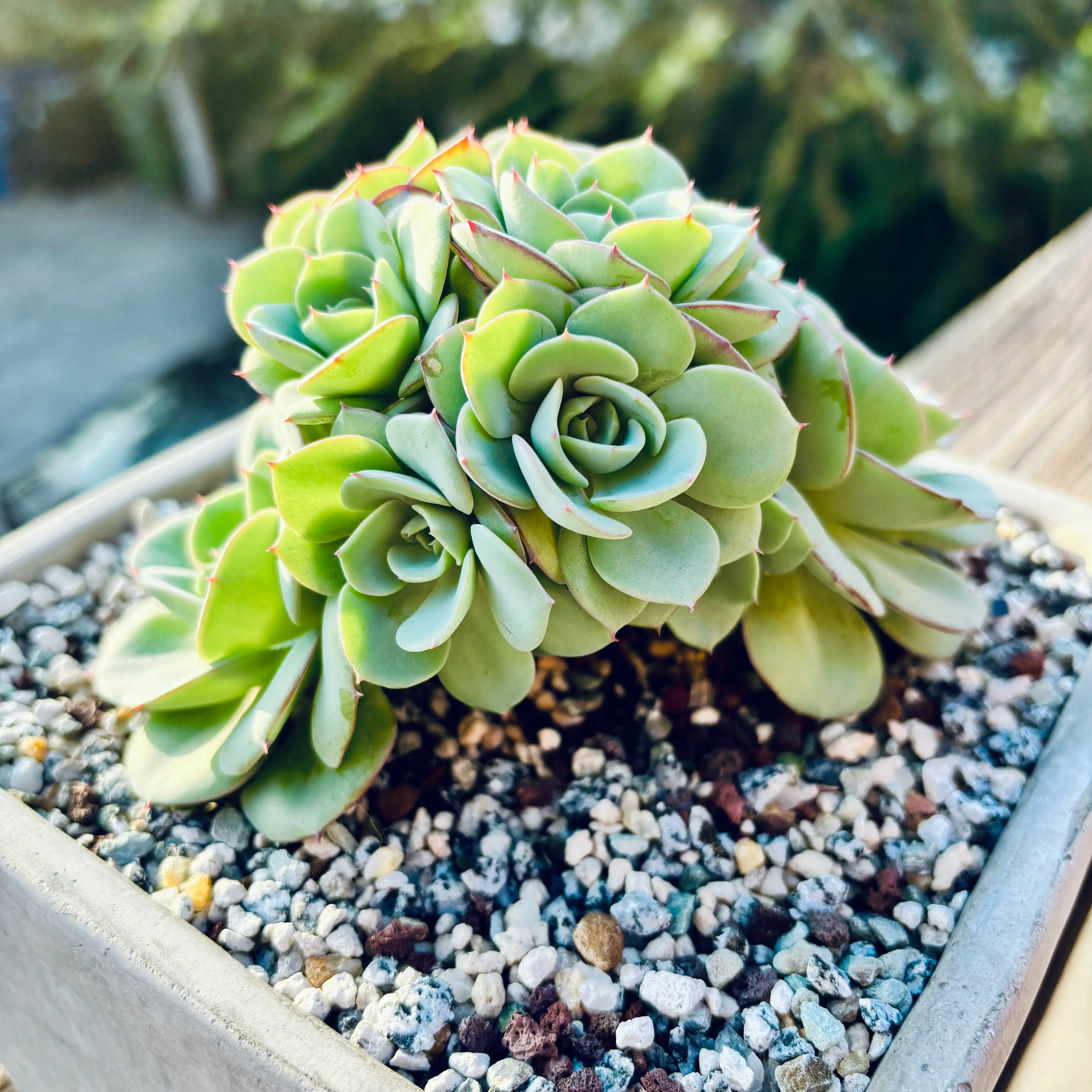 Photo of the plant species Echeveria 'Atlantis' by @roxyvivien named Jillian x Imbricata on Greg, the plant care app